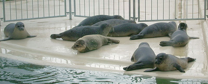 Seehunde in der Aufzuchtstation